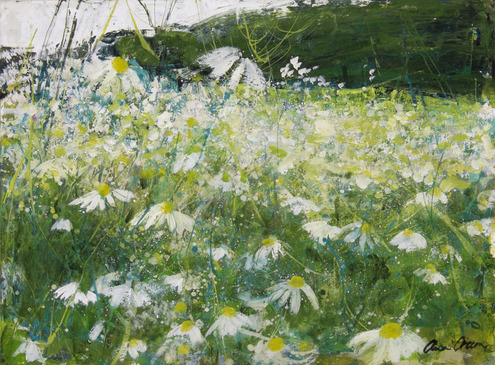 Daisy Field