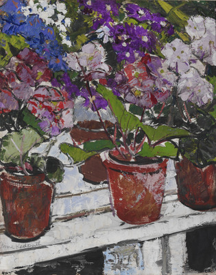 Primulas, Wilton Park Greenhouse, Hawick, 1942