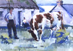 Croft and Cattle