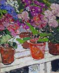 Primulas, Wilton Park Greenhouse, Hawick