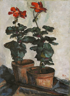 Geraniums